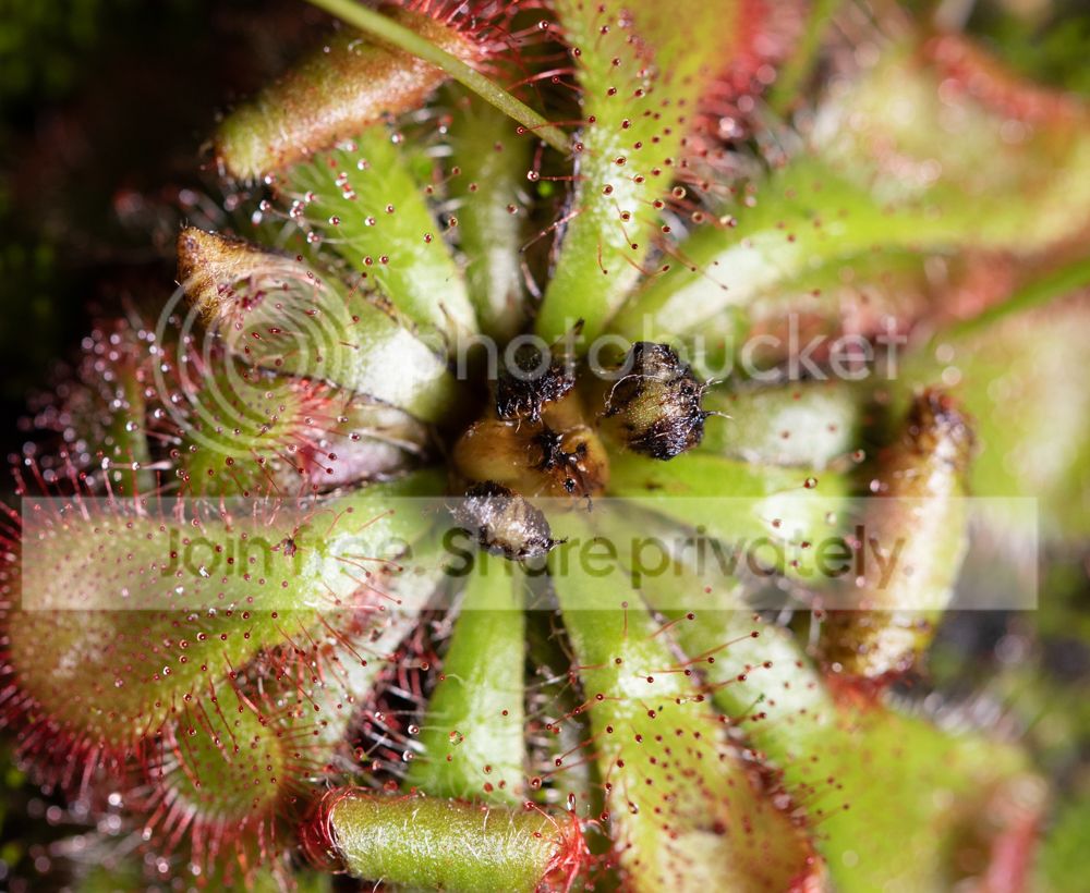 DroseraHumicMaybe-3_zpstdn8qf6x.jpg