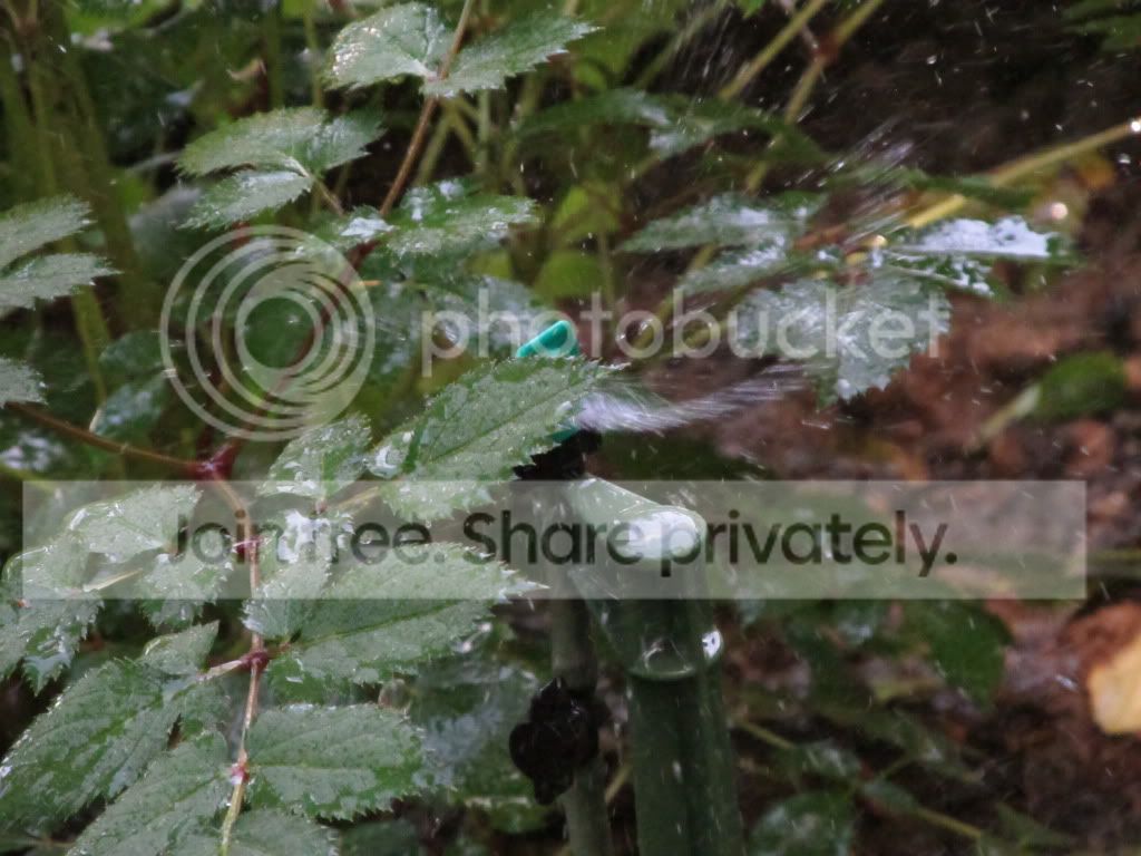 IMG_4650.jpg