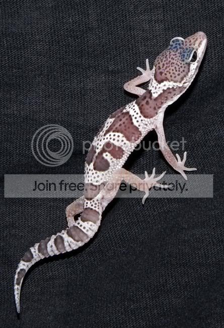 New-Leos-014.jpg