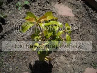 DSCN0539.jpg