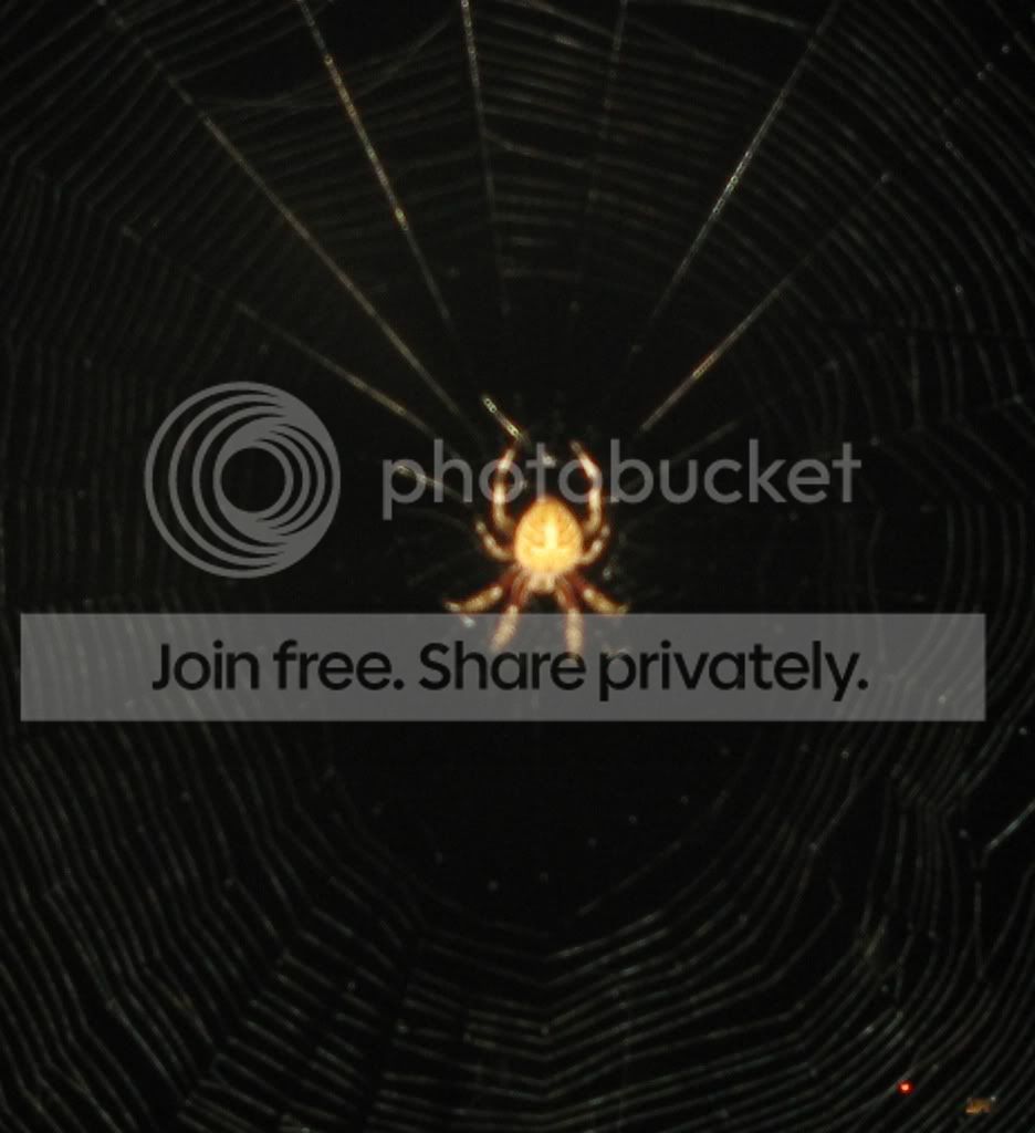 spider.jpg