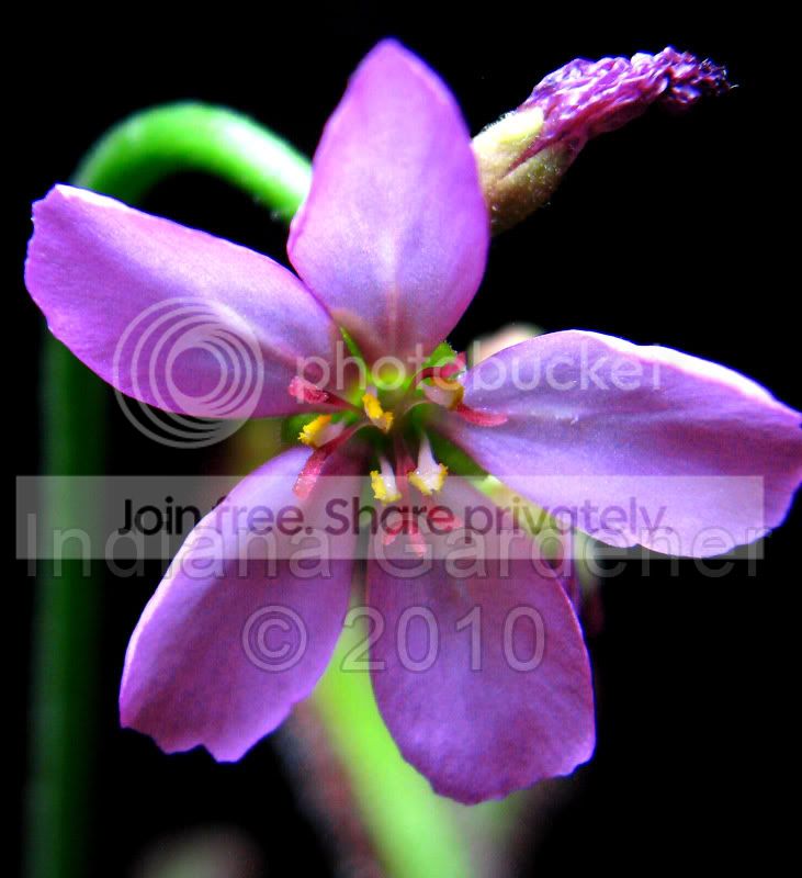 d_capensis-bloom.jpg