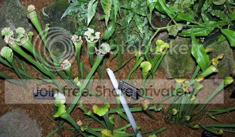 plant2.jpg
