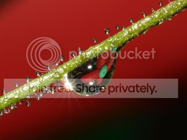 byblis_aquatica_dewdrops6_010912.jpg