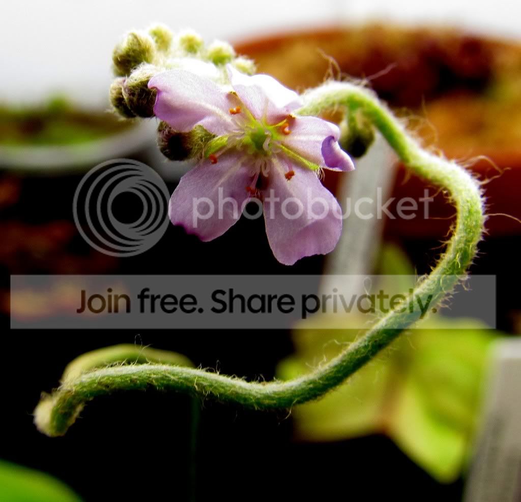 plants005-1.jpg