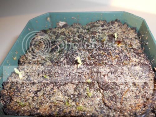 NvikingXtruncata_12-3-10.jpg