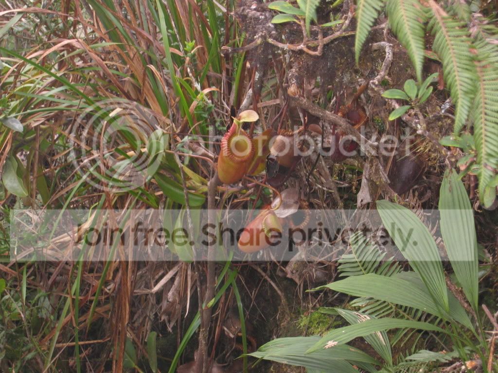 Kinabalu034.jpg