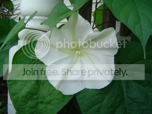moonflower05_relit.jpg