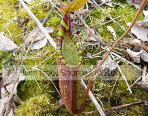 Nspectabilis02_4-4-11.jpg