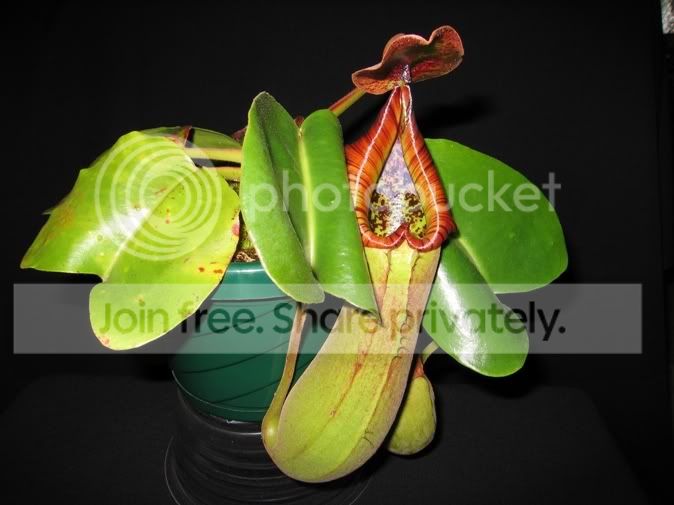 truncata3.jpg