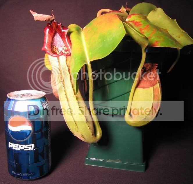 OLDTRUNCATAWITHPEPSI.jpg