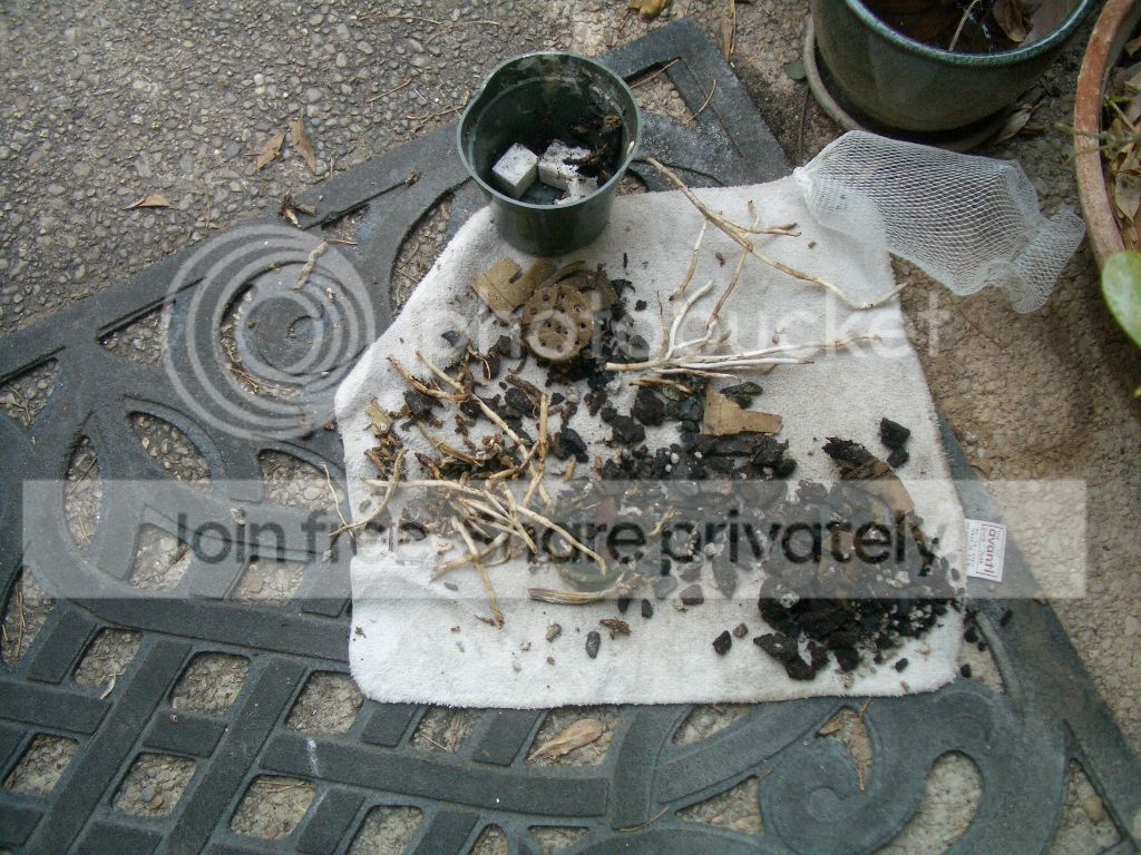 IMGP9557.jpg