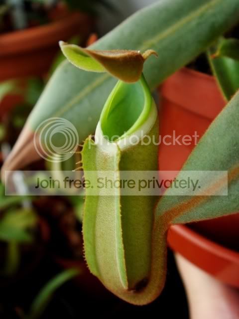 albo_green.jpg