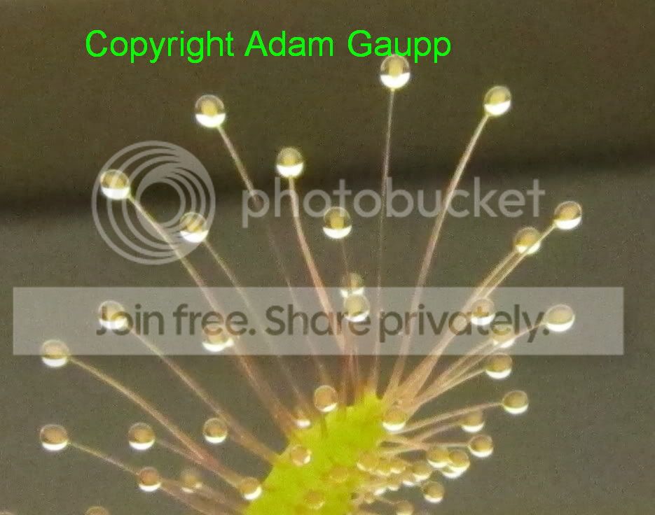 2010_12_2370Cropped2andCopyrighted.jpg
