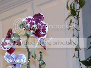 harlequinphalaenopsis005.jpg