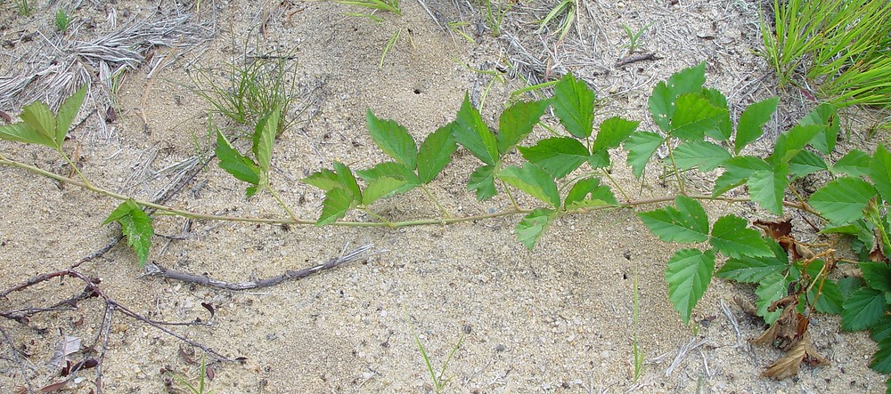 rubus-flagellaris-ha-ahaines-c.jpg
