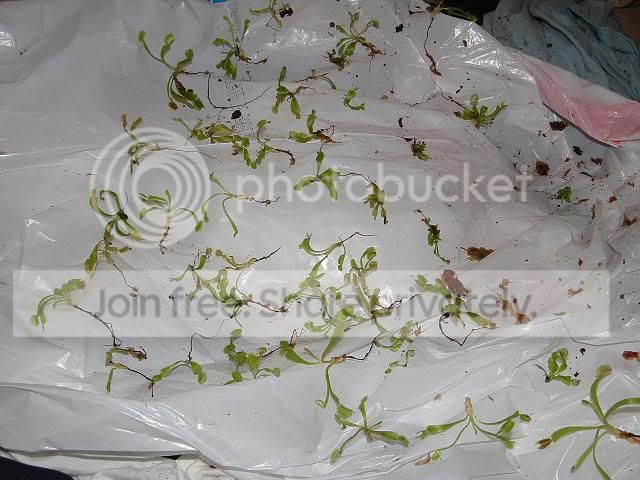 uprootedbabyvfts.jpg
