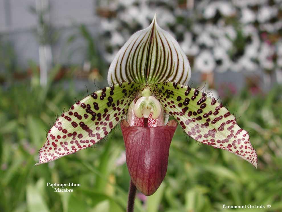 Paph%20macabre1.jpg
