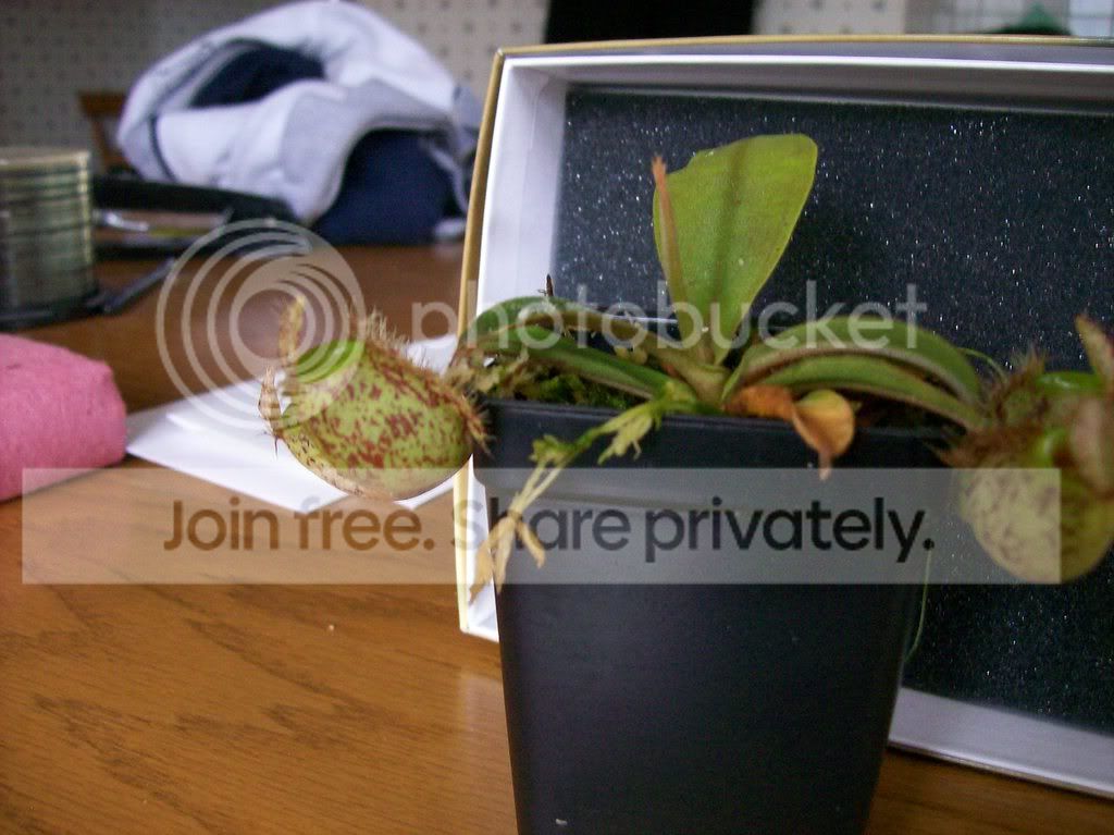 plants045.jpg