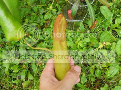 Ntruncata_7-30-11.jpg