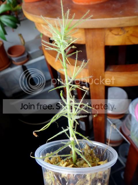 byblis_guehoi_cutting_repotting3.jpg