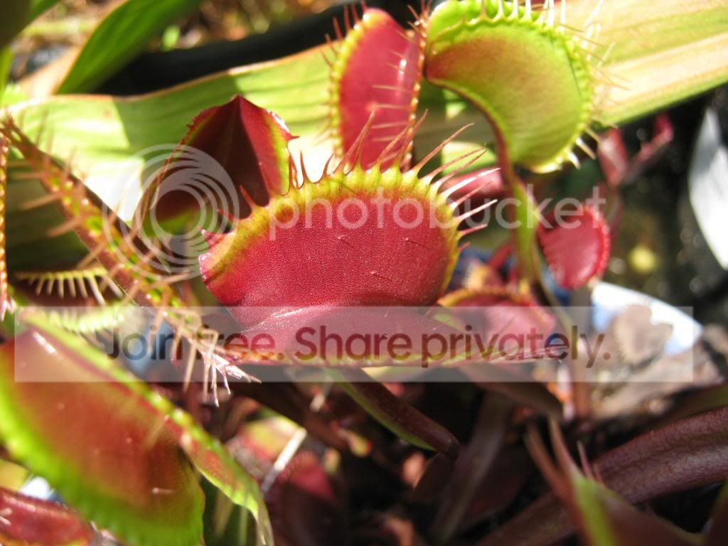 IMG_0016-1_zps389185c8.jpg