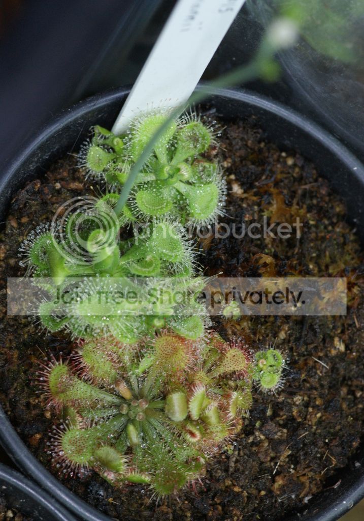 Drosera%20burmannii%20Flower%2005.jpg