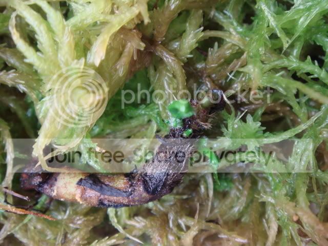 ceph_rhizome1.jpg