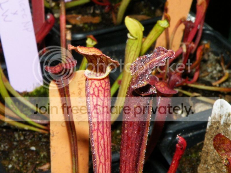 DSCF9508.jpg