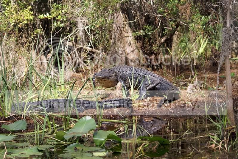 Okee-Everglades450.jpg