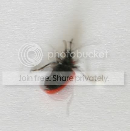 BEETLE2.jpg