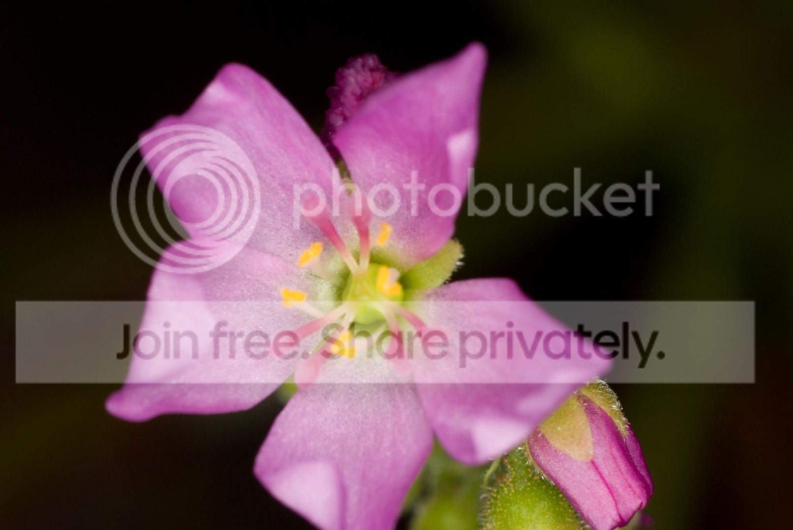 IMGP82491.jpg