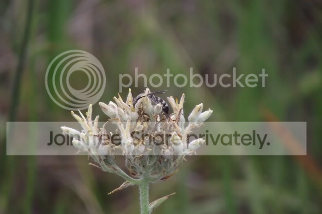 DSCF8756.jpg