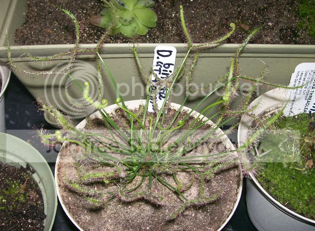 CarnivorousPlants024.jpg