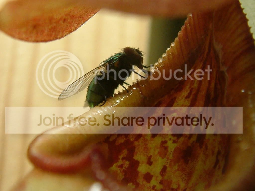 randomCPpictures010.jpg