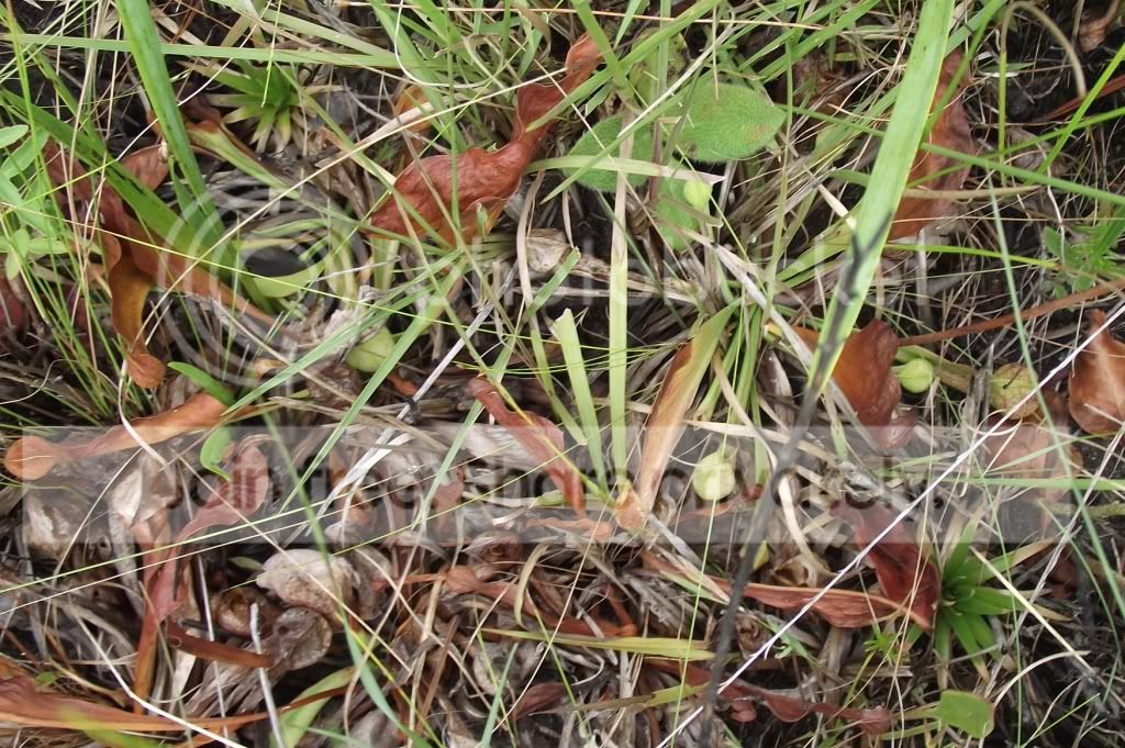 DSCF8090.jpg