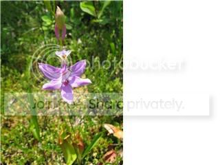 orchid1.jpg