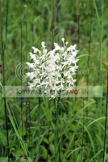 flowerbogorchid.jpg