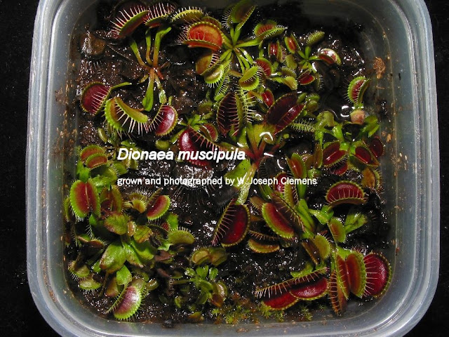 VFT_group_planting.jpg