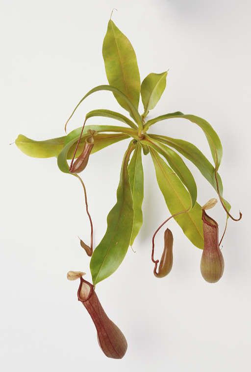 TropicalPitcherplant.jpg