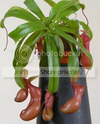 ventricosa.jpg