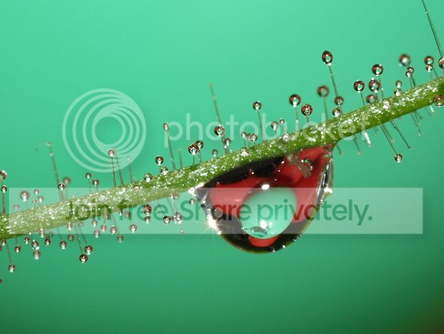 byblis_guehoi_dewdrops_010912.jpg