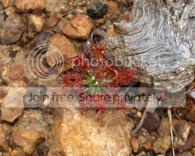 Drosera_lasiantha_plant.jpg