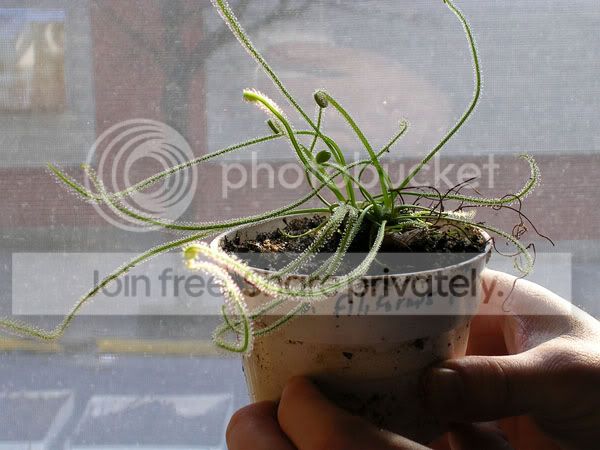 D_filiformis_California_Sunset.jpg