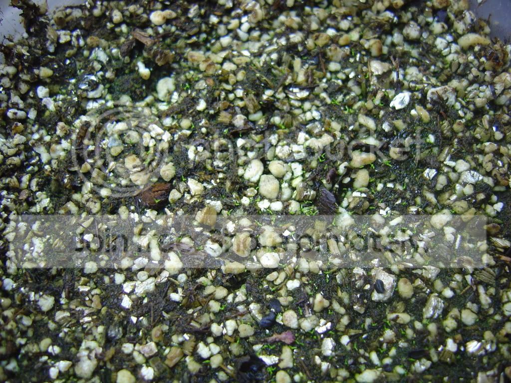 CapensisSeedlings001.jpg