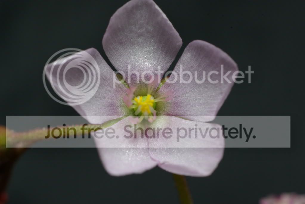 IMGP4075.jpg