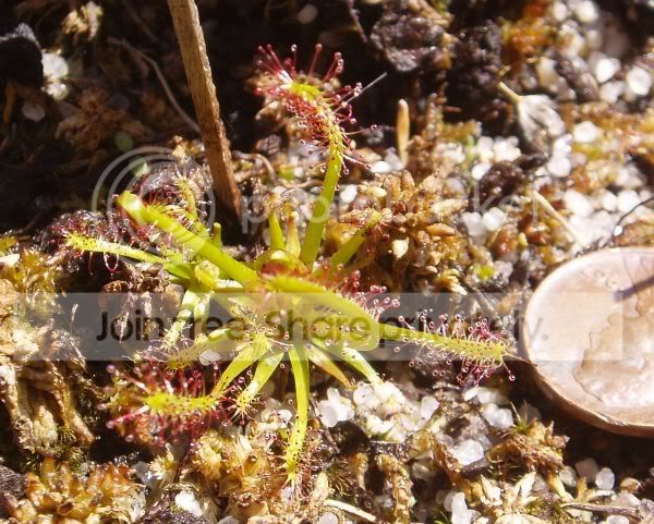 Dxhybrida042910RS.jpg