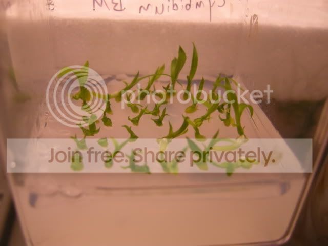 DSCN8242.jpg