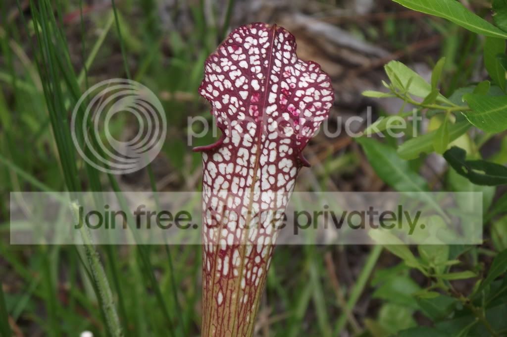 DSCF8786.jpg