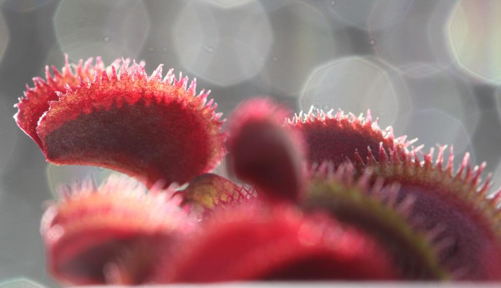 Red_Sawtooth8.jpg